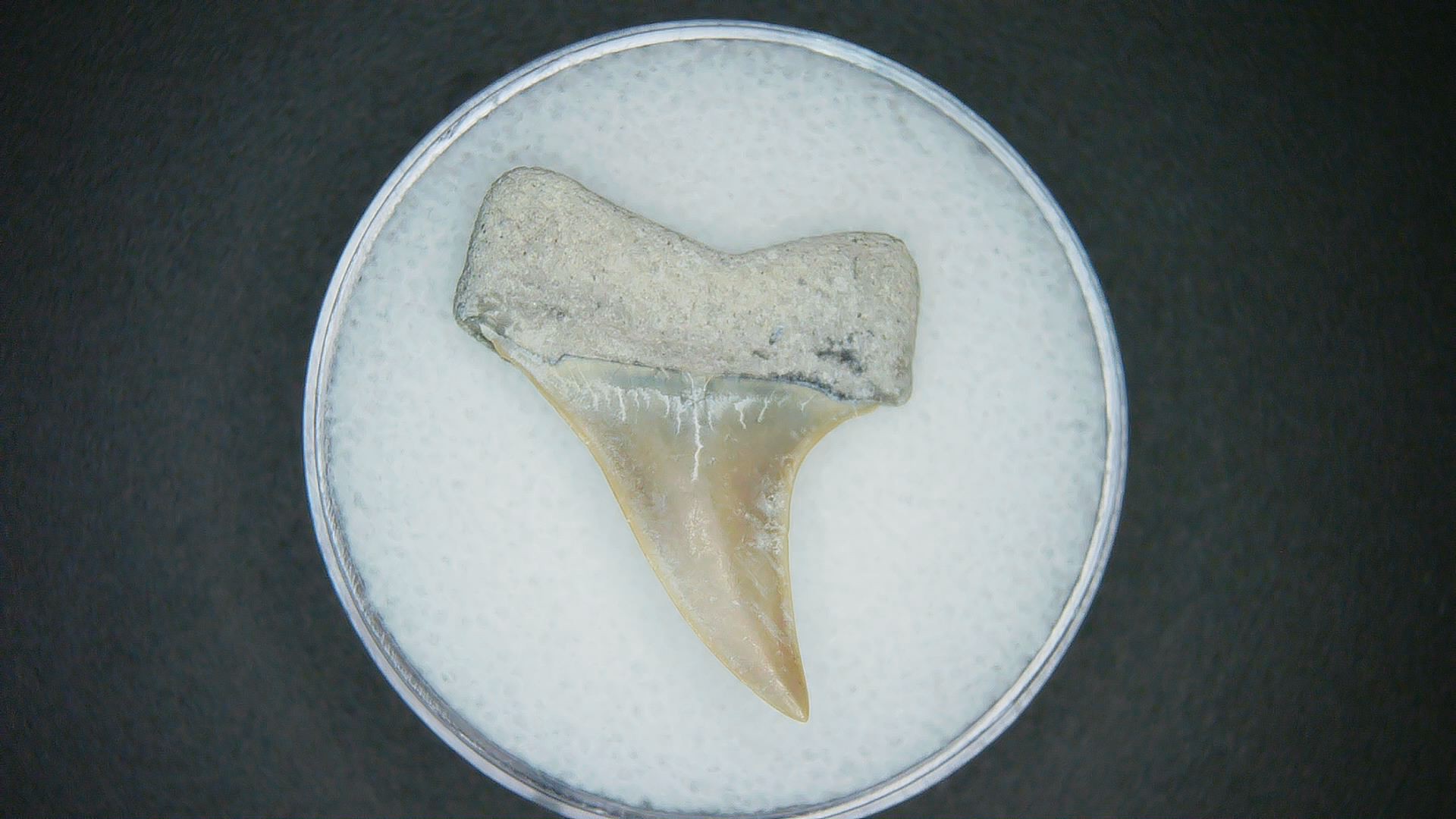 North Carolina Lee Creek Mine Carcharodon hastalis Extinct Mako Shark Tooth 8a | Fossils for Sale