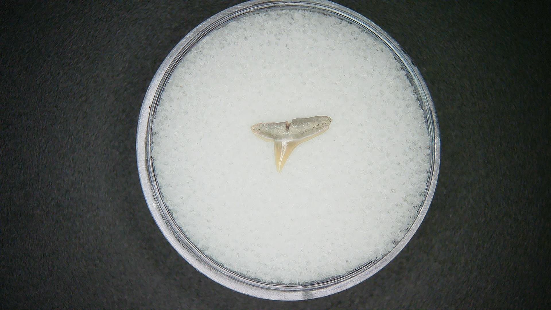 North Carolina Lee Creek Mine Sphyrna lewini Extinct Hammerhead Shark Tooth 1 | Fossils for Sale