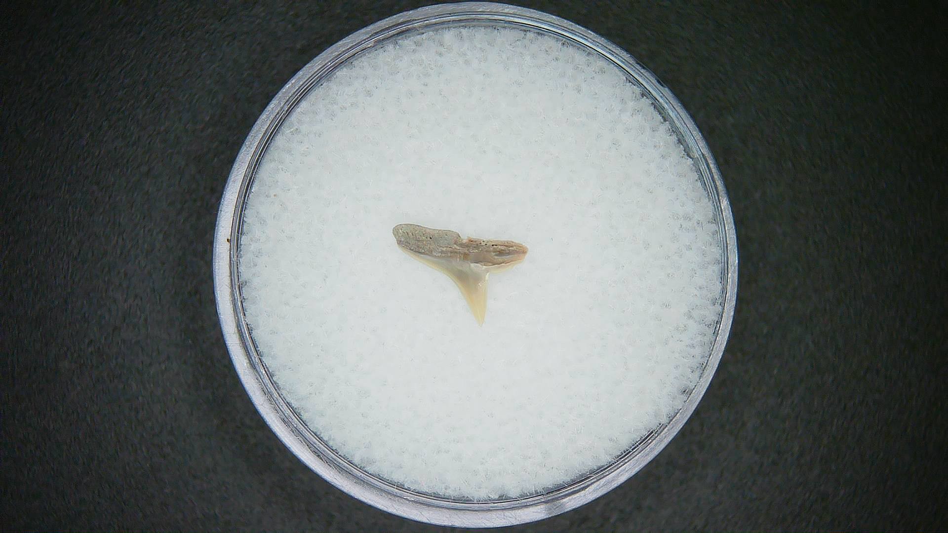 North Carolina Lee Creek Mine Sphyrna lewini Extinct Hammerhead Shark Tooth 1a | Fossils for Sale