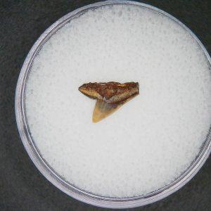 Sphyrna lewini Extinct Hammerhead Shark Tooth Fossil for Sale #2