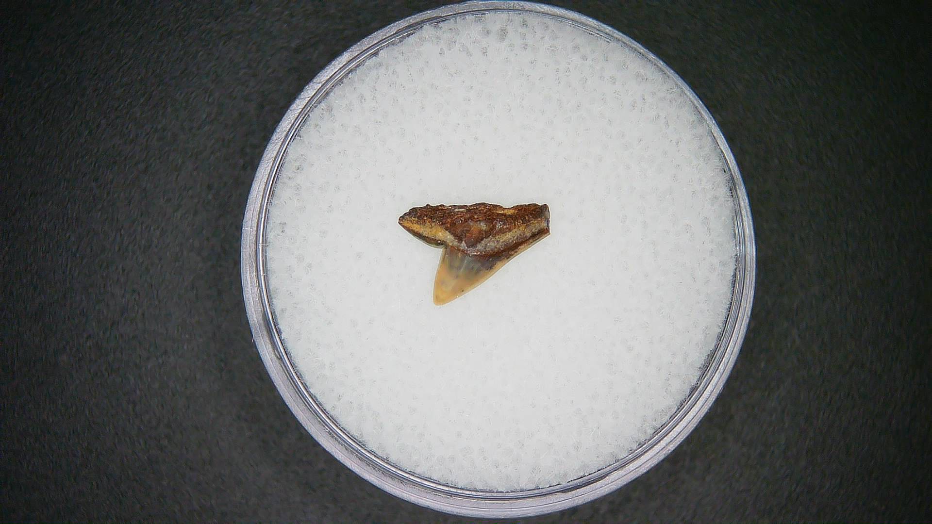 North Carolina Lee Creek Mine Sphyrna lewini Extinct Hammerhead Shark Tooth 2 | Fossils for Sale