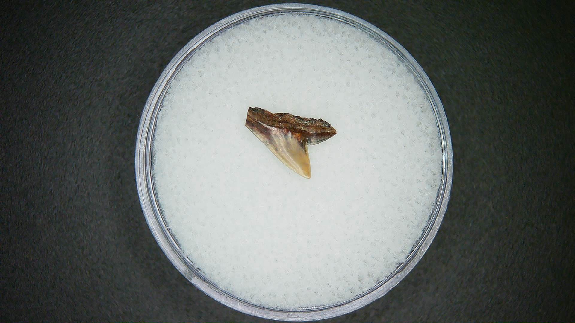 North Carolina Lee Creek Mine Sphyrna lewini Extinct Hammerhead Shark Tooth 2a | Fossils for Sale