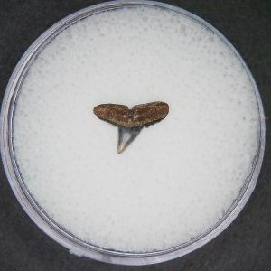 Sphyrna lewini Extinct Hammerhead Shark Tooth Fossil for Sale #3