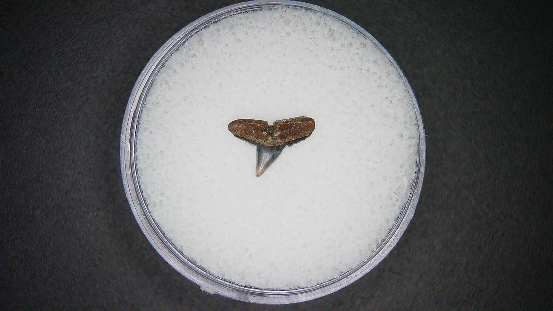 North Carolina Lee Creek Mine Sphyrna lewini Extinct Hammerhead Shark Tooth 3 | Fossils for Sale
