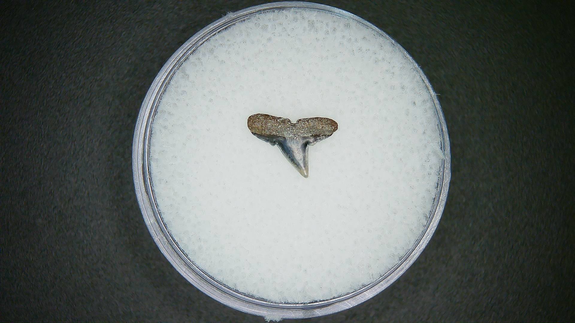 North Carolina Lee Creek Mine Sphyrna lewini Extinct Hammerhead Shark Tooth 3a | Fossils for Sale