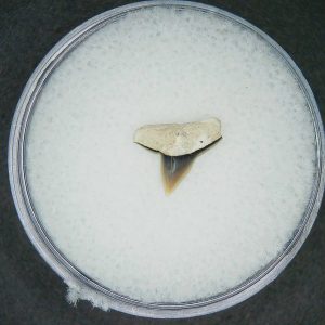 Sphyrna lewini Extinct Hammerhead Shark Tooth Fossil for Sale #4