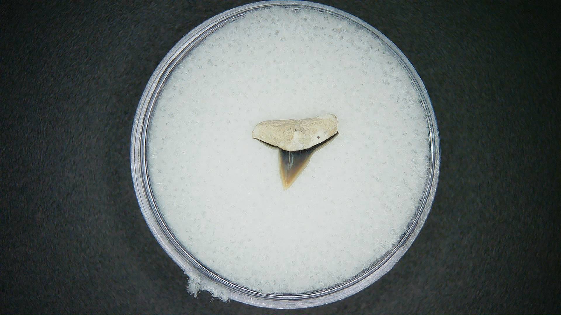 North Carolina Lee Creek Mine Sphyrna lewini Extinct Hammerhead Shark Tooth 4 | Fossils for Sale