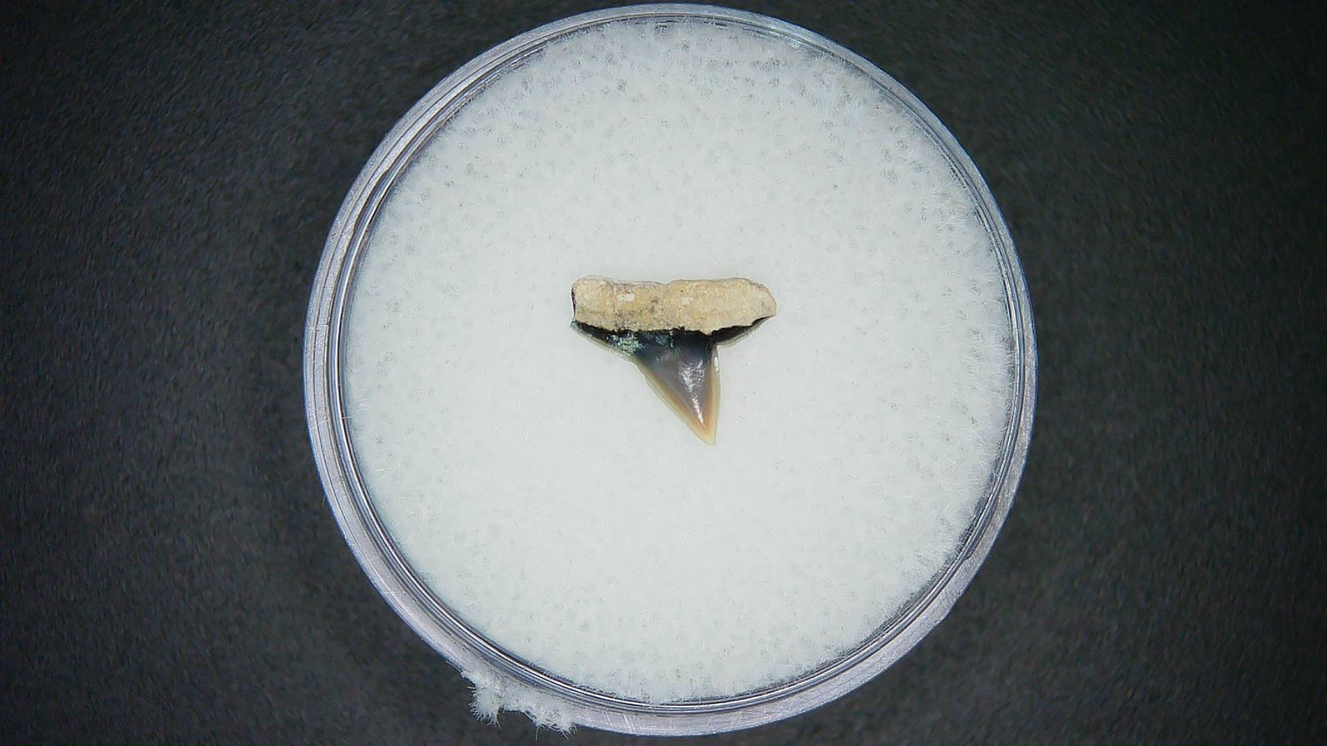 North Carolina Lee Creek Mine Sphyrna lewini Extinct Hammerhead Shark Tooth 4a | Fossils for Sale