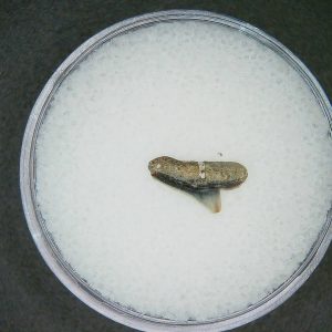 Sphyrna lewini Extinct Hammerhead Shark Tooth Fossil for Sale #5