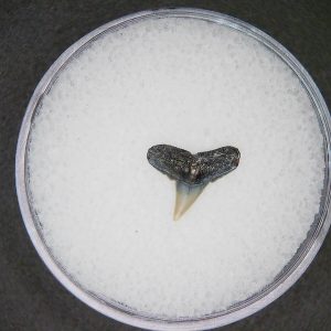 Sphyrna lewini Extinct Hammerhead Shark Tooth Fossil for Sale #6