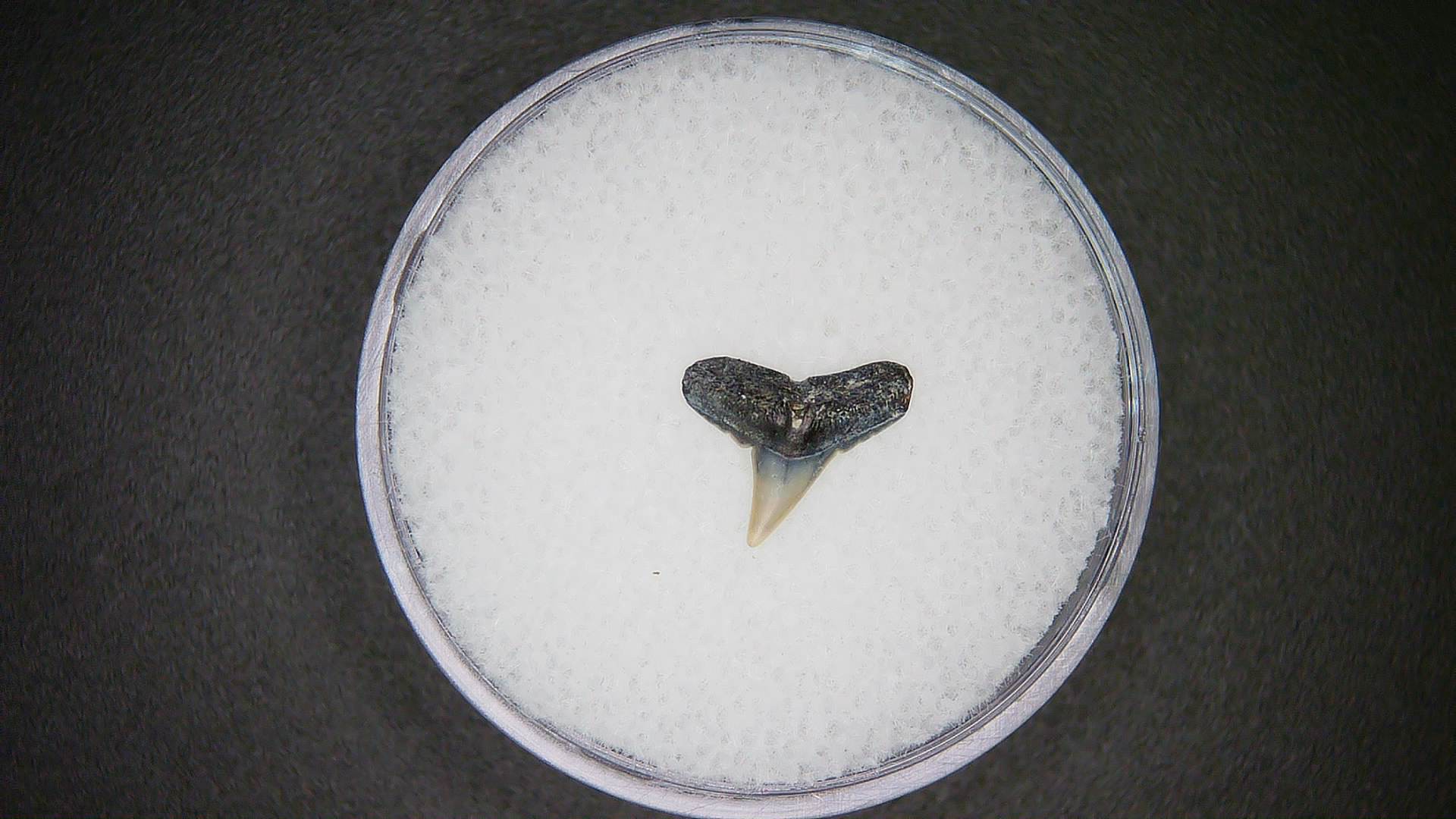 North Carolina Lee Creek Mine Sphyrna lewini Extinct Hammerhead Shark Tooth 6 | Fossils for Sale