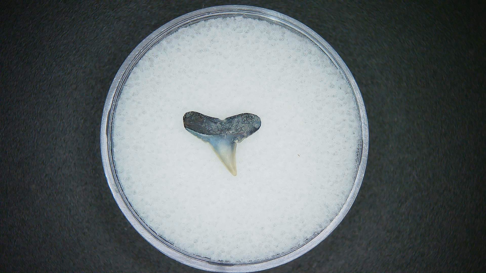 North Carolina Lee Creek Mine Sphyrna lewini Extinct Hammerhead Shark Tooth 6a | Fossils for Sale