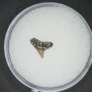 Sphyrna lewini Extinct Hammerhead Shark Tooth Fossil for Sale #7