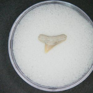 Sphyrna lewini Extinct Hammerhead Shark Tooth Fossil for Sale #9