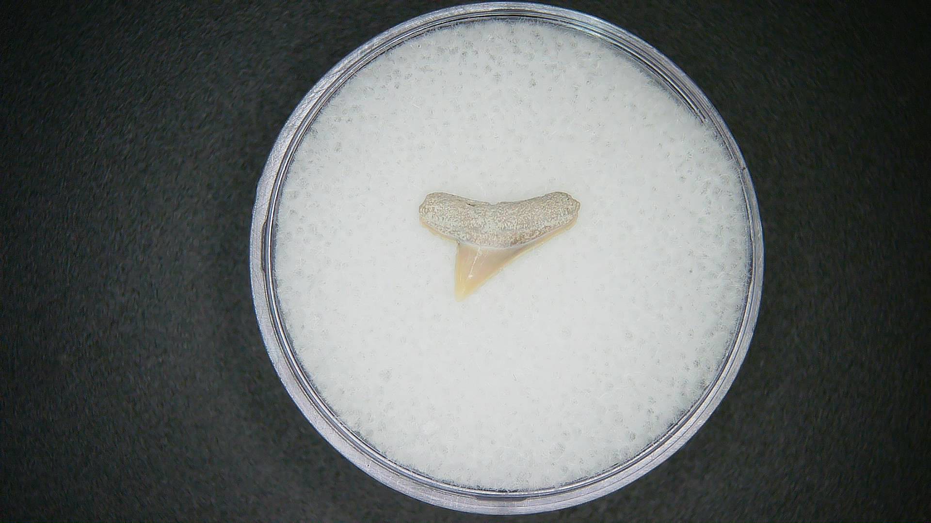 North Carolina Lee Creek Mine Sphyrna lewini Extinct Hammerhead Shark Tooth 9 | Fossils for Sale