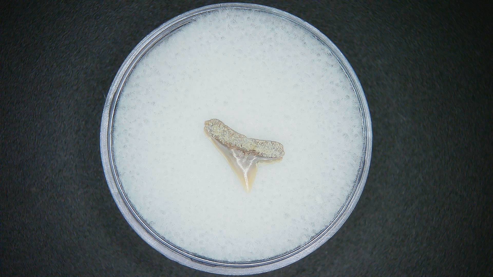 North Carolina Lee Creek Mine Sphyrna lewini Extinct Hammerhead Shark Tooth 9a | Fossils for Sale