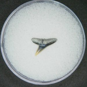 Sphyrna lewini Extinct Hammerhead Shark Tooth Fossil for Sale #12