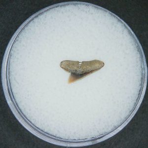 Sphyrna lewini Extinct Hammerhead Shark Tooth Fossil for Sale #13