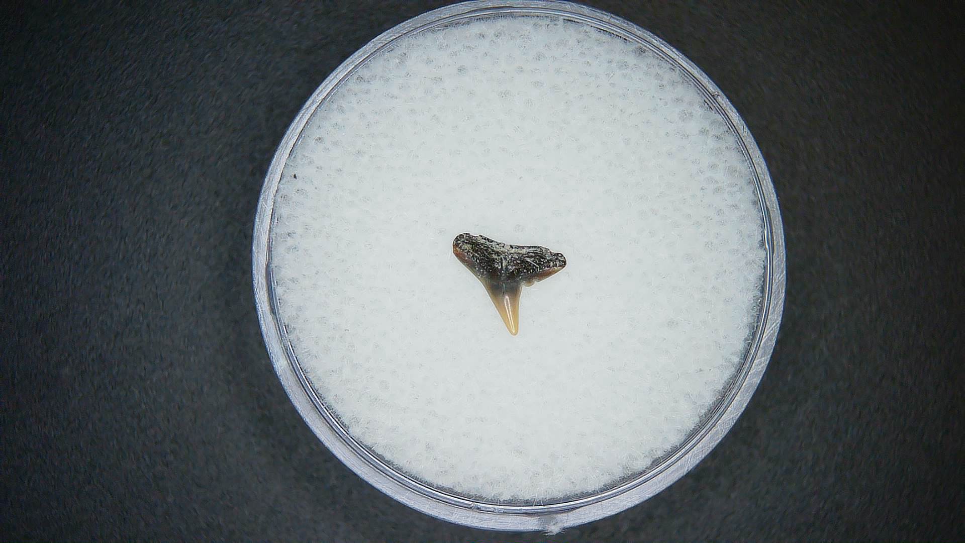 North Carolina Lee Creek Mine Sphyrna lewini Extinct Hammerhead Shark Tooth16 | Fossils for Sale