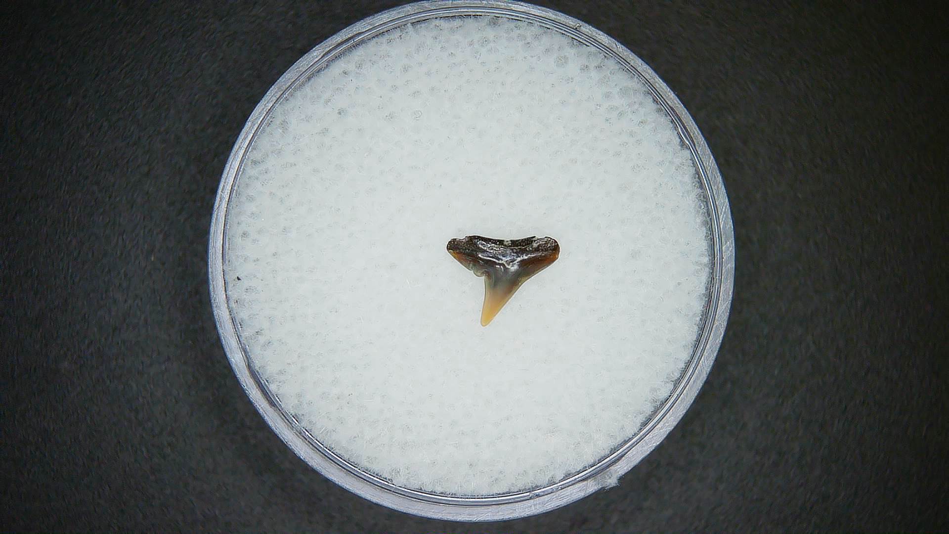 North Carolina Lee Creek Mine Sphyrna lewini Extinct Hammerhead Shark Tooth16a | Fossils for Sale