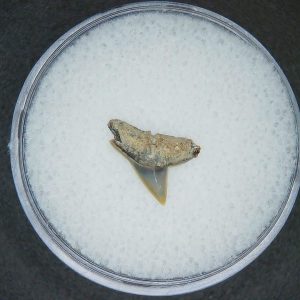 Sphyrna lewini Extinct Hammerhead Shark Tooth Fossil for Sale #17