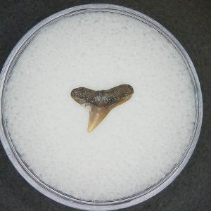 Sphyrna lewini Extinct Hammerhead Shark Tooth Fossil for Sale #19