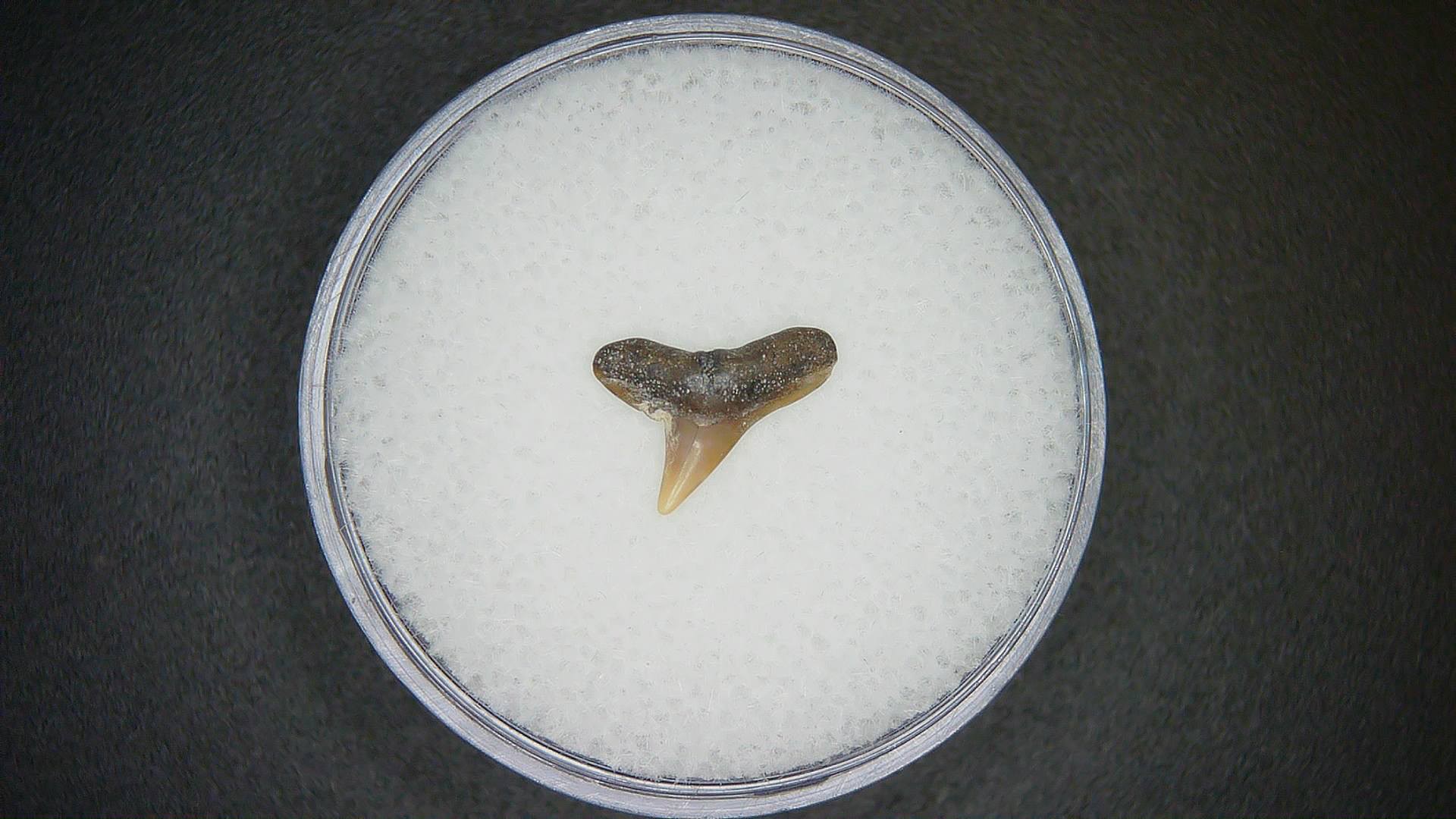 North Carolina Lee Creek Mine Sphyrna lewini Extinct Hammerhead Shark Tooth19 | Fossils for Sale