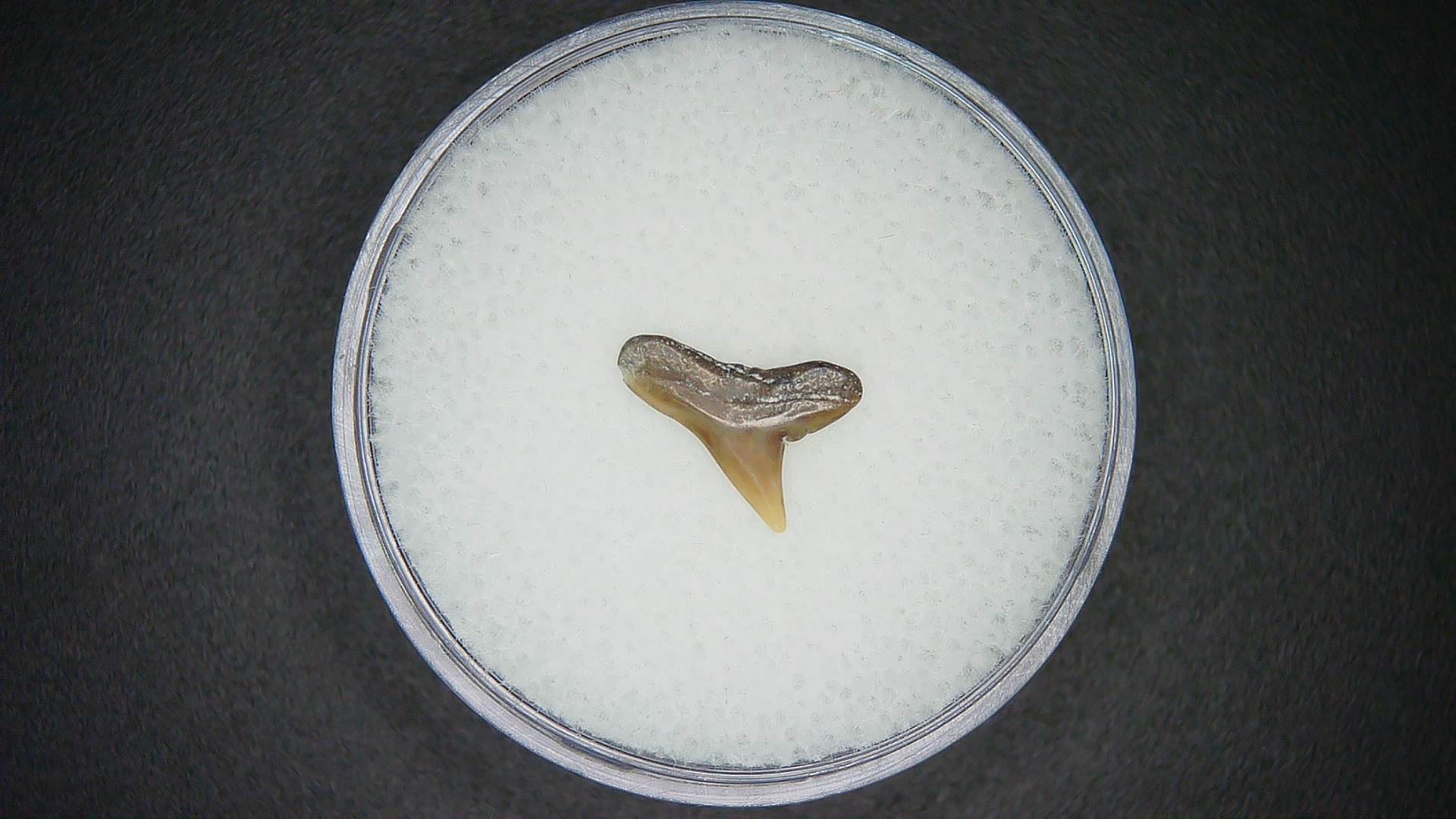 North Carolina Lee Creek Mine Sphyrna lewini Extinct Hammerhead Shark Tooth19a | Fossils for Sale