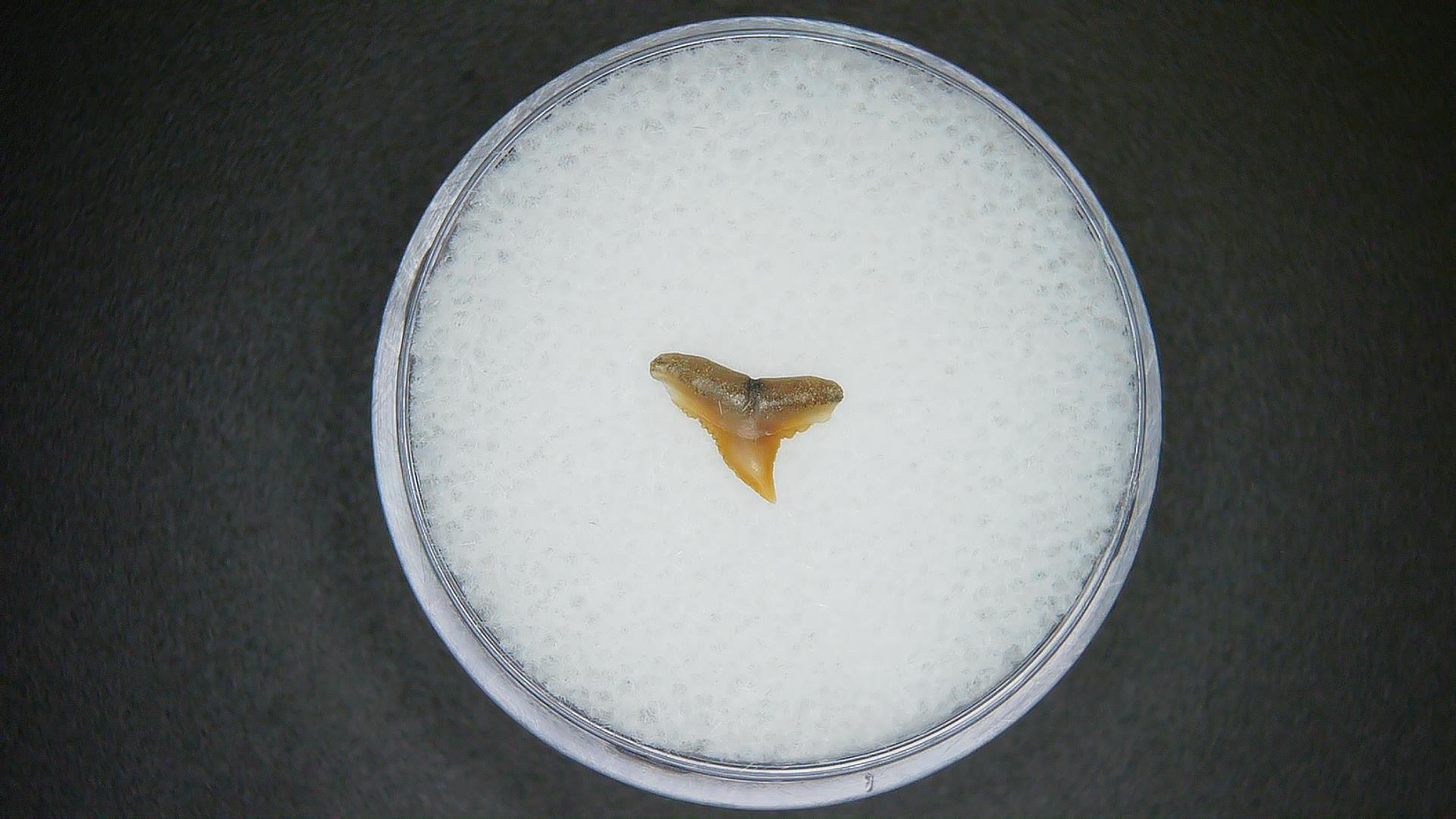 North Carolina Lee Creek Mine carcharhinus-macloti Extinct Hardnosed Shark Tooth 10 | Fossils for Sale