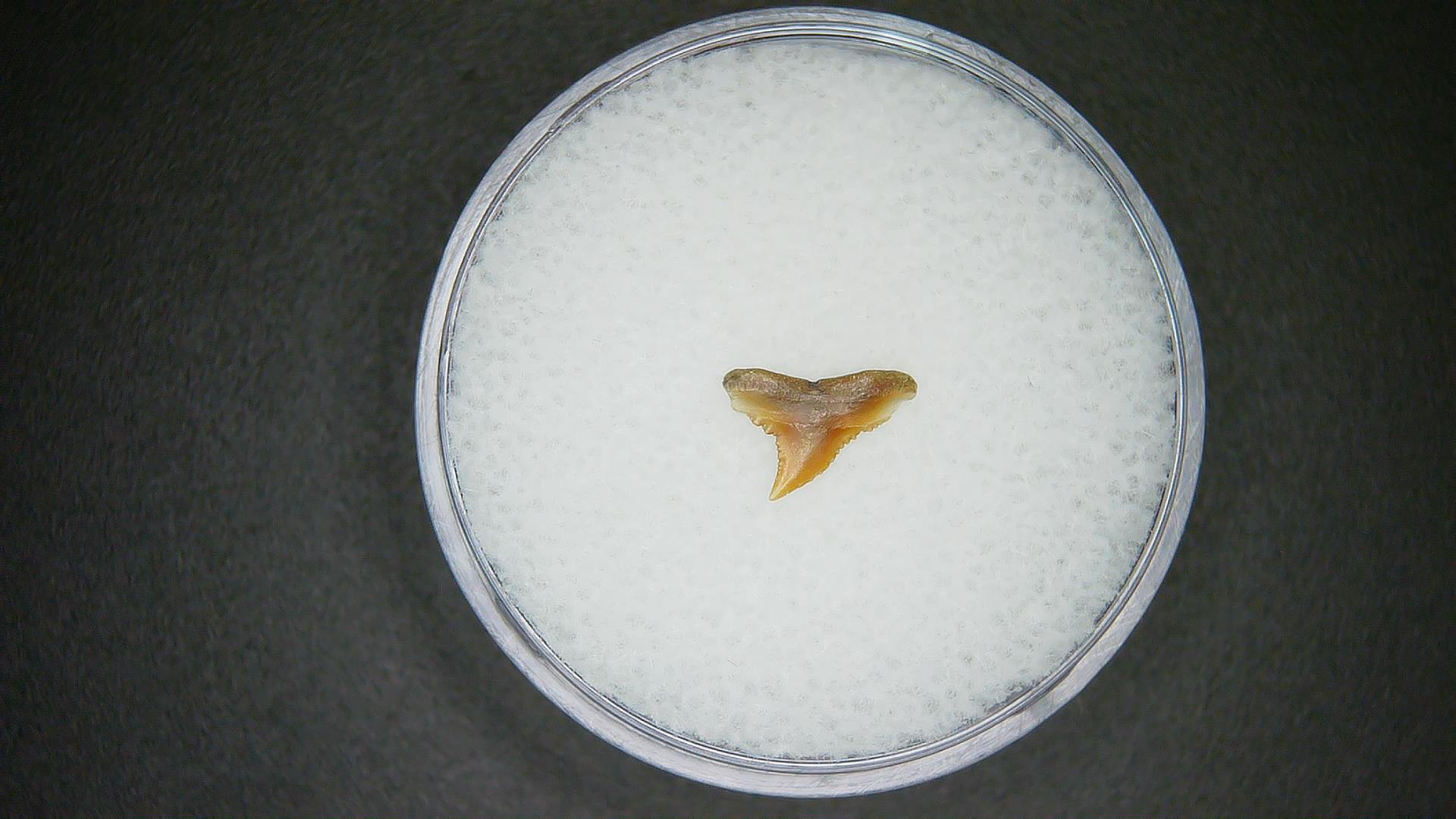 North Carolina Lee Creek Mine carcharhinus-macloti Extinct Hardnosed Shark Tooth 10a | Fossils for Sale