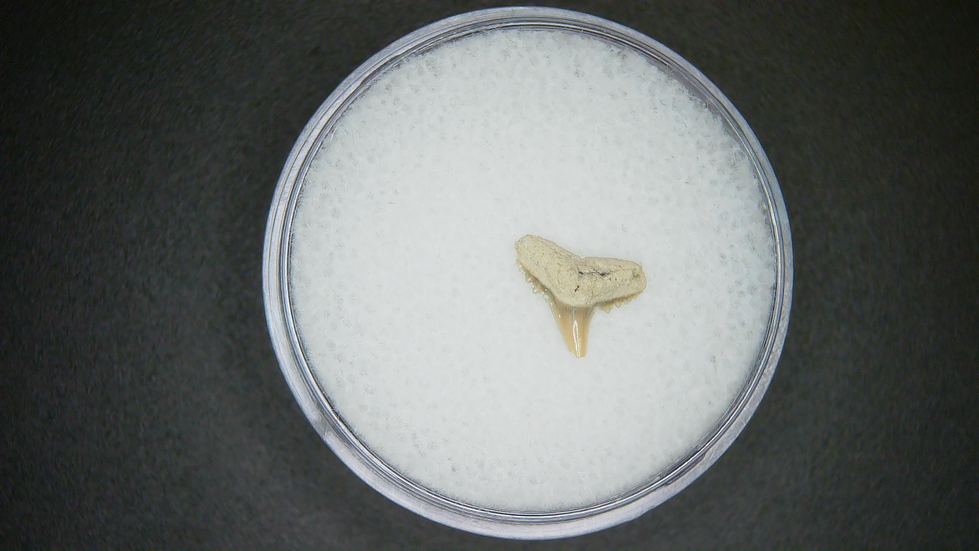 North Carolina Lee Creek Mine carcharhinus-macloti Extinct Hardnosed Shark Tooth 14 | Fossils for Sale