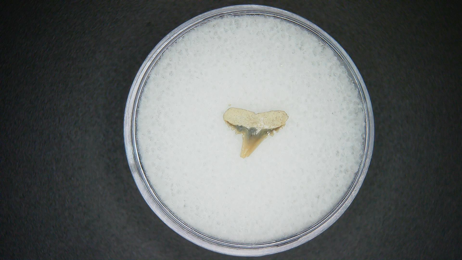 North Carolina Lee Creek Mine carcharhinus-macloti Extinct Hardnosed Shark Tooth 14a | Fossils for Sale