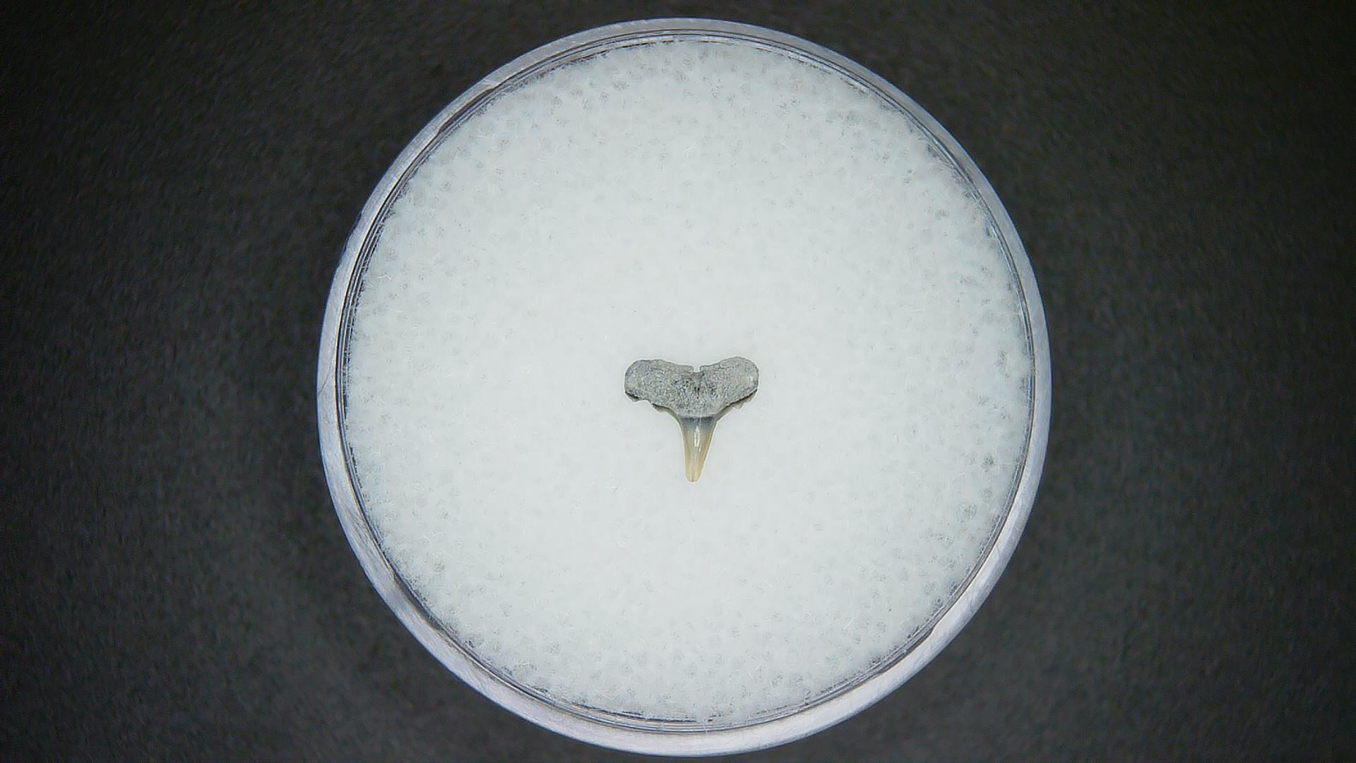 North Carolina Lee Creek Mine carcharhinus-macloti Extinct Hardnosed Shark Tooth 17 | Fossils for Sale