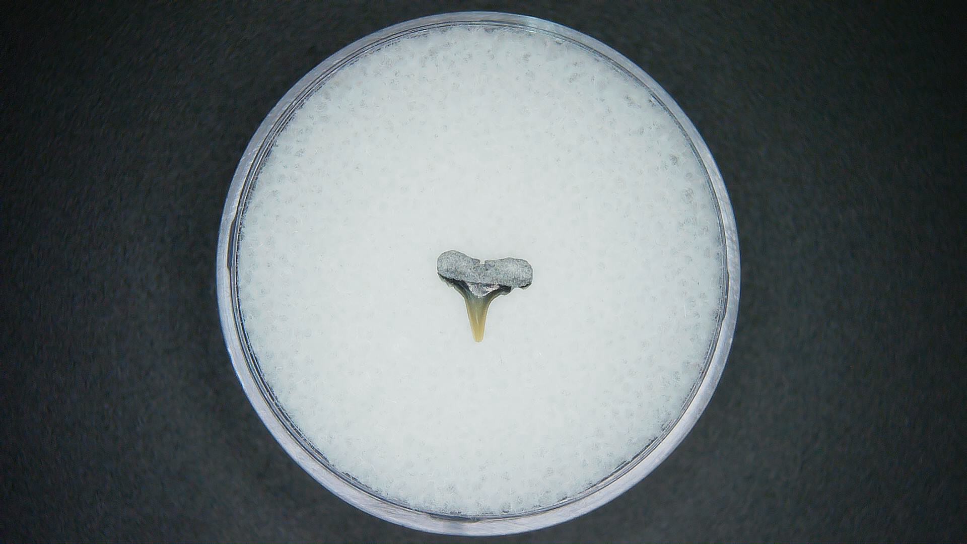 North Carolina Lee Creek Mine carcharhinus-macloti Extinct Hardnosed Shark Tooth 17a | Fossils for Sale