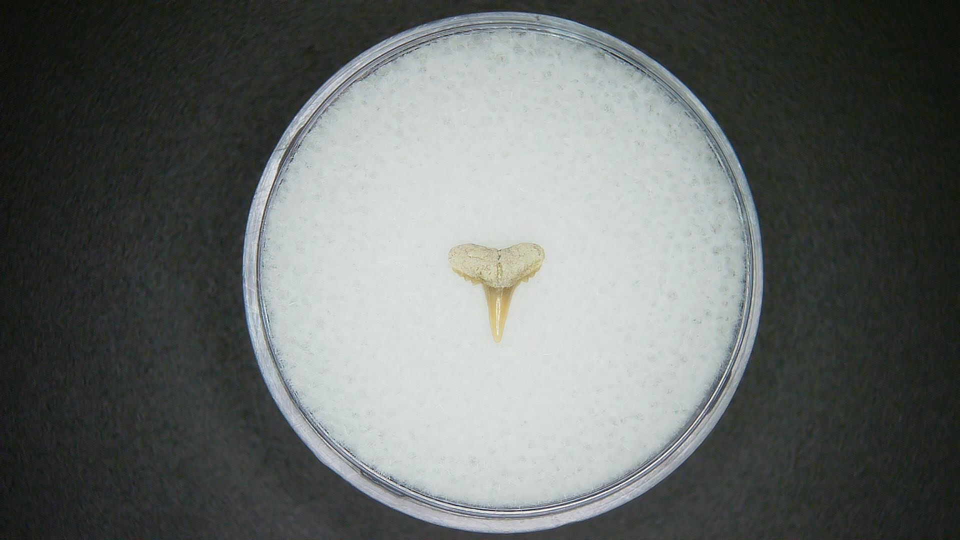 North Carolina Lee Creek Mine carcharhinus-macloti Extinct Hardnosed Shark Tooth 18 | Fossils for Sale