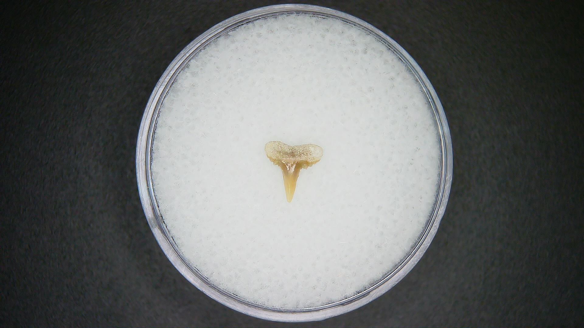 North Carolina Lee Creek Mine carcharhinus-macloti Extinct Hardnosed Shark Tooth 18a | Fossils for Sale