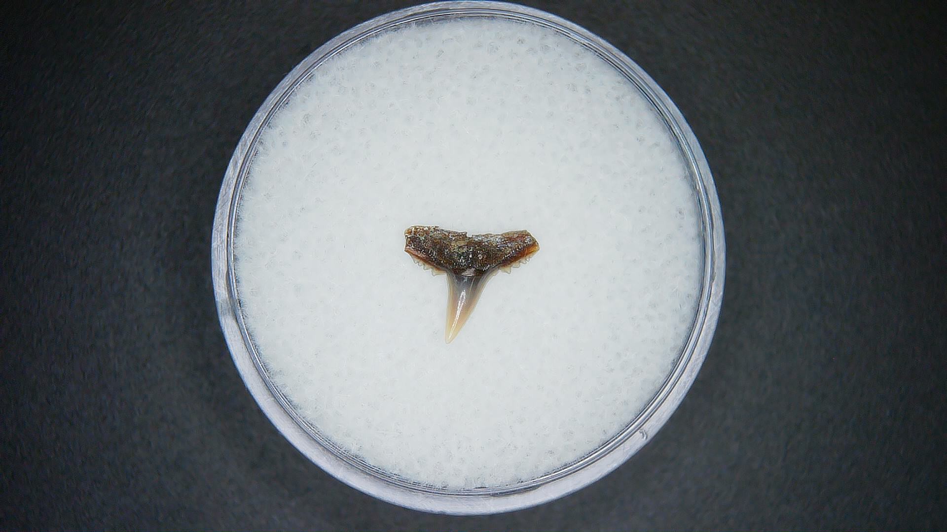 North Carolina Lee Creek Mine carcharhinus-macloti Extinct Hardnosed Shark Tooth 19 | Fossils for Sale