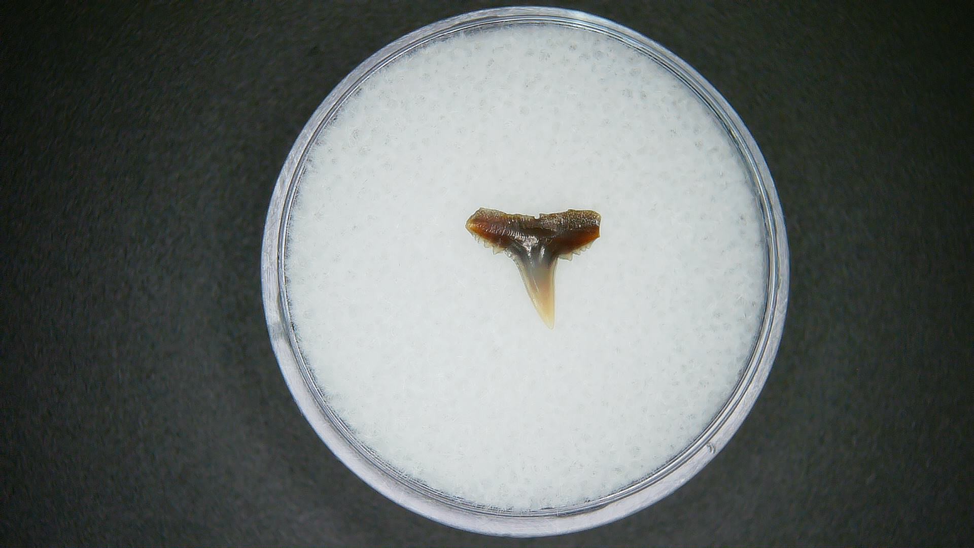 North Carolina Lee Creek Mine carcharhinus-macloti Extinct Hardnosed Shark Tooth 19a | Fossils for Sale