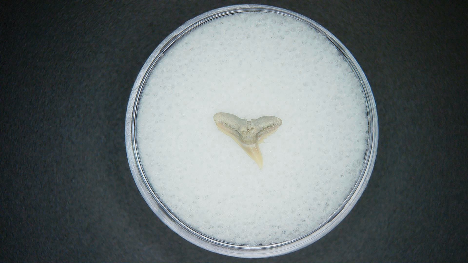 North Carolina Lee Creek Mine carcharhinus-macloti Extinct Hardnosed Shark Tooth 20 | Fossils for Sale