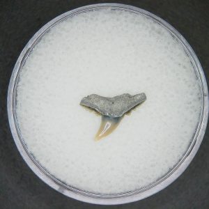 Carcharhinus macloti Extinct Shark Tooth Fossil for Sale #3