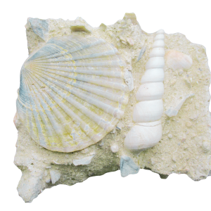 Pecten and Turritella Plate from France Miocene Age #1