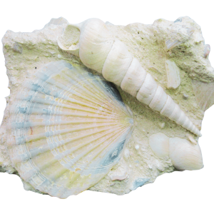 Pecten and Turritella Plate from France Miocene Age #3