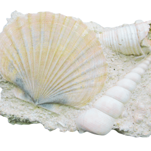 Pecten and Turritella Plate from France Miocene Age #4