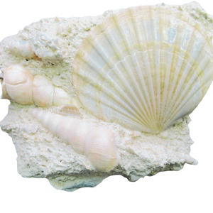 Pecten and Turritella Plate from France Miocene Age #5