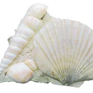 Pecten and Turritella Plate from France Miocene Age #6