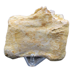Sigilmassasaurus Dinosaur Bone Fossil for Sale from Morocco #8