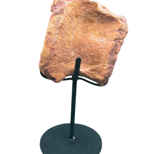 Sigilmassasaurus Dinosaur Bone Fossil for Sale from Morocco #9