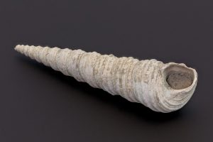 Pecten and Turritella