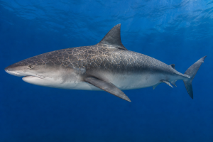 Carcharias reticulata