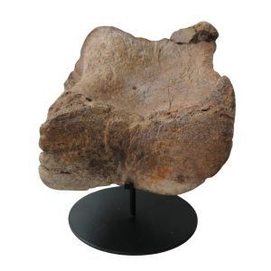 Cretaceous Age Edmontosaurus Hadrosaur Dinosaur Toe Bone from Montana 4 | Fossils for Sale Genuine Cretaceous Age Edmontosaurus Hadrosaur Dinosaur Toe Bone Fossil for Sale from Montana #4